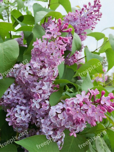 Lilacs Spring Purple Flower Free Photos