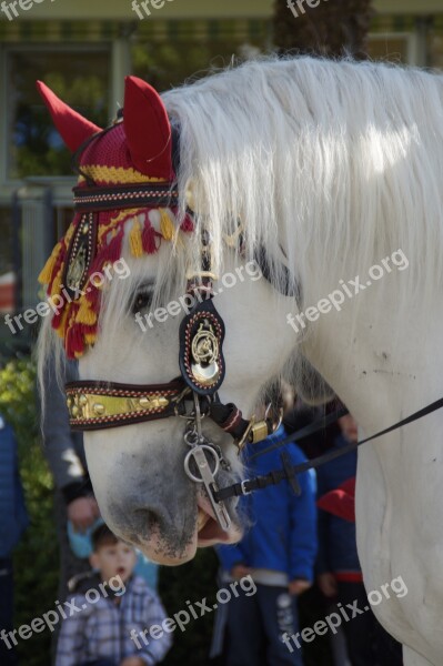 Horse Decorated Animal Ride Procession