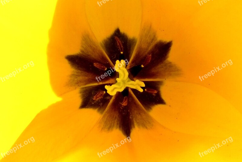 Macro Flower Tulip Spring Sunshine