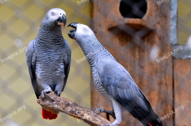 Love Birds Romance Romantic Happy Couple