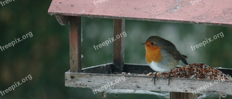 Bird Feed Compound Board Winter Expensive