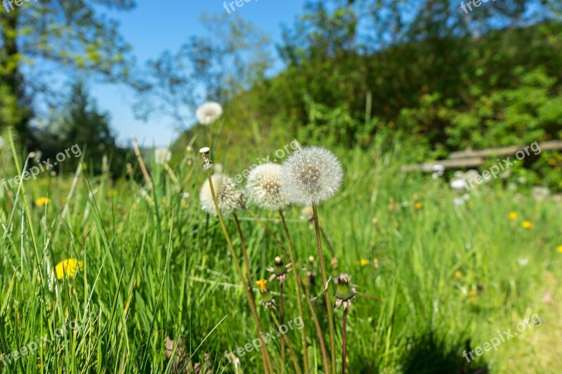 Dandelion Nature Flower Spring Seeds