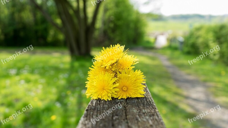 Dandelion Summer Natural Plant Mountain Meadow Flower