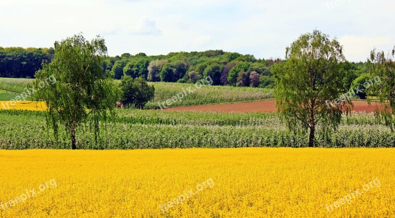 Oilseed Rape Field Of Rapeseeds Orchard Nature Forest