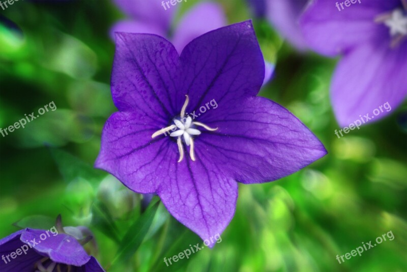 Flower Plant Blossom Bloom Spring