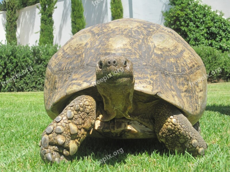 Turtle Nature Animal Tortoise Grass