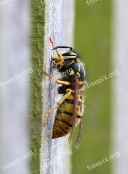 Wasp Nest Building Yellow Black Macro