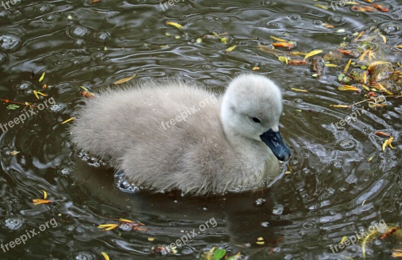 Signet Baby Swan Water Young Bird