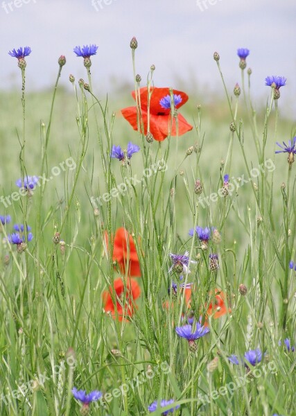 Meadow Poppies Cornflowers Flowers Plants