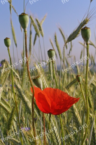 Meadow Poppies Flowers Ears Corn