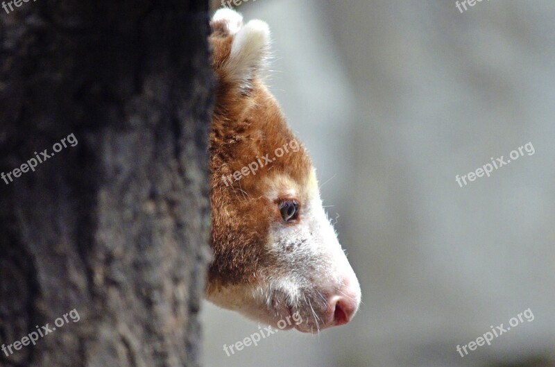 Tree-kangaroo Oceania Dendrolagus Tree Climbers Marsupial