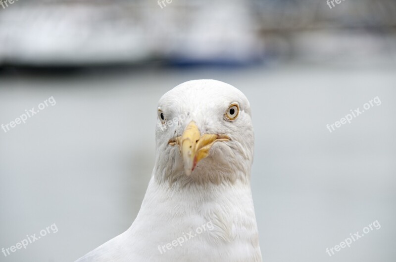 Seagull Bird Sea Bird Brittany Look