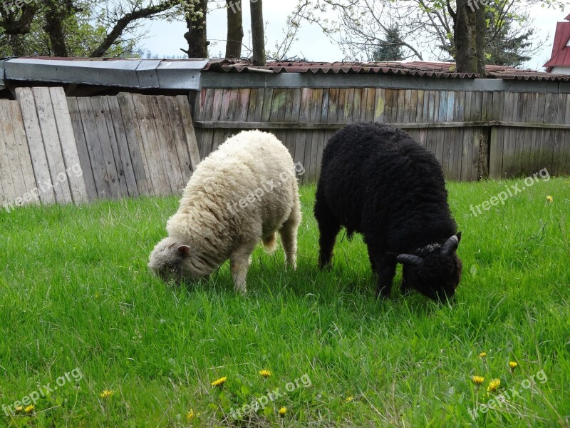 Animals Sheep Rumination Meadow Grass