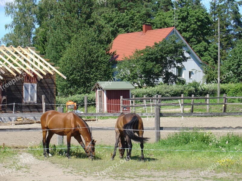 Horses Animal Finland Equine Rural