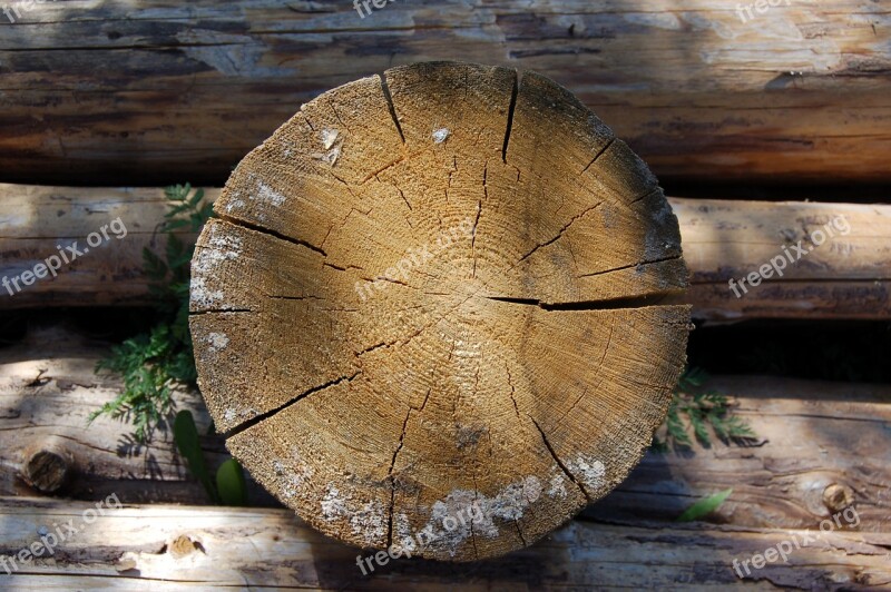 Saw Cut Tree Old Tree Felling Trees