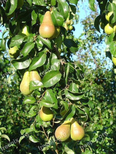 Pear Finland Tree Fruits Free Photos