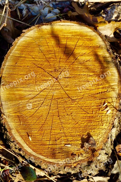 Wood Tree Trunk Tree Bark Outdoors