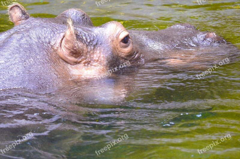 Hippopotamus Hippo Dangerous Pachyderm Africa