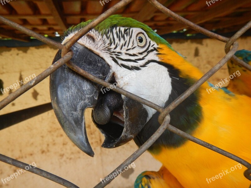 Macaw Parrot Bird Animal Nature