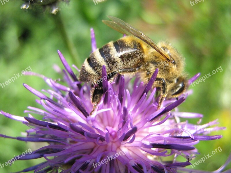 Bee Blossom Bloom Nectar Insect