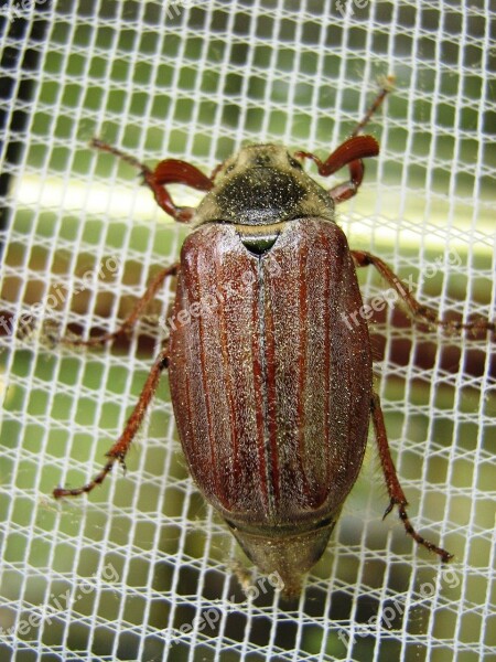 Maikäfer Fly Screens Insect Free Photos