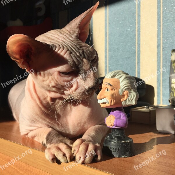 Cat Sphinx Sphynx Bald Einstein