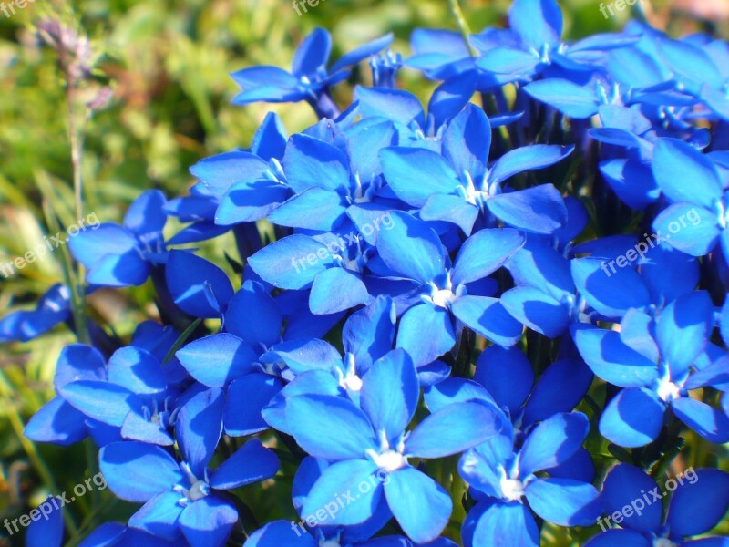 Gentian Nature Flower Blue Alpemblume