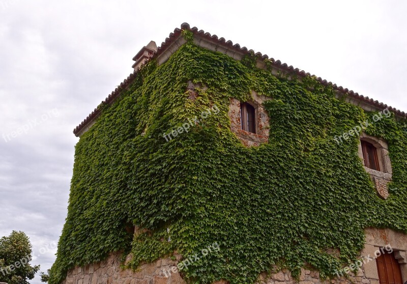 Plants Climbing Self Clinging Castle Wall