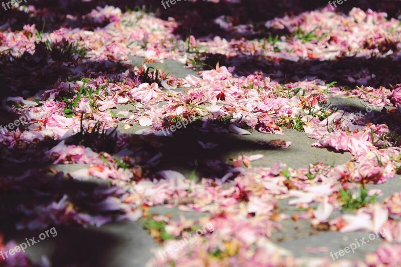 Cherry Blossoms Ground Sun Sunlight Shadow