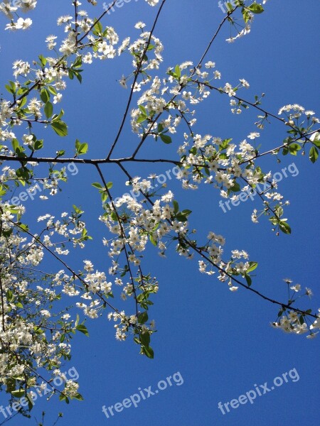 Spring Branches Cherry Wood Flowers Free Photos