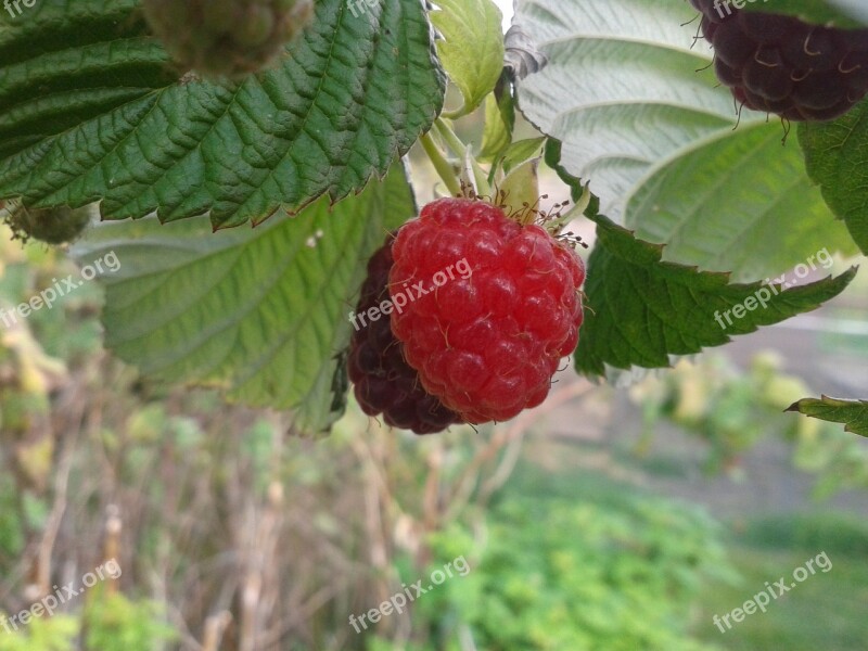 Raspberry Leaf Garden Free Photos