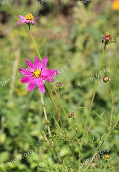 Summer Flowers Nature Plant Spring