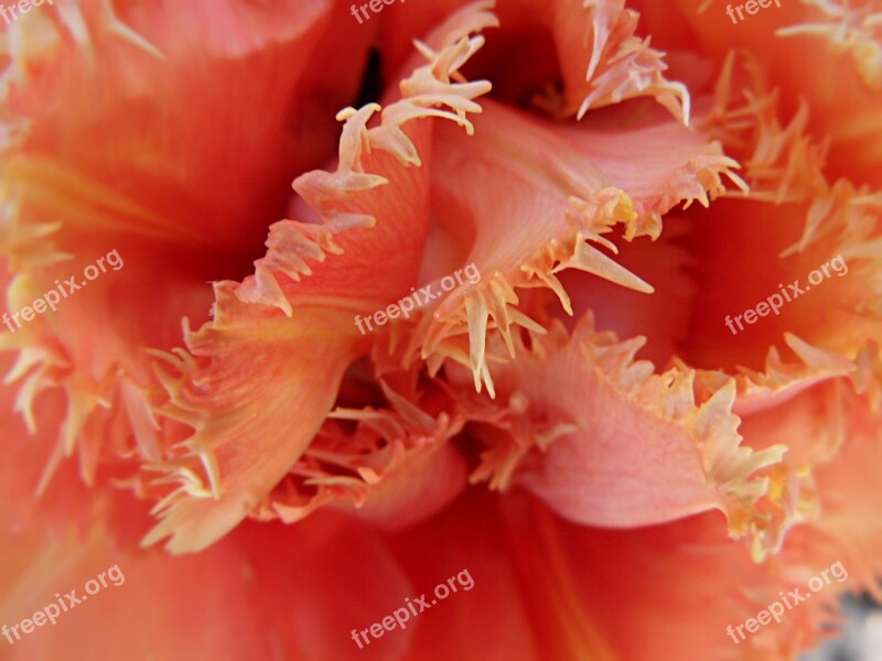 Tulip Fringed Tulip Fringe Flower Spring