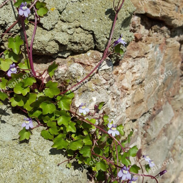 Weeds Purple Outdoor Green Nature