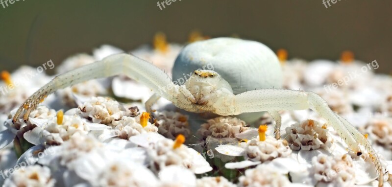 Dorsata Lurking Female Spider Arachnids