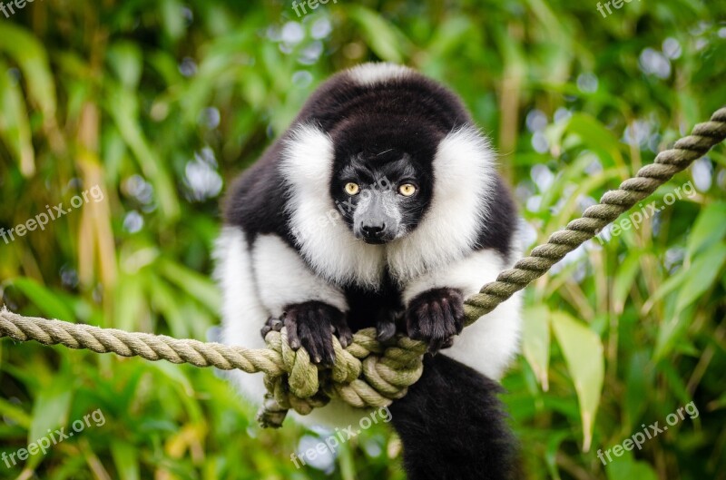 Black And White Lemur Madagascar Primate Funny Curious