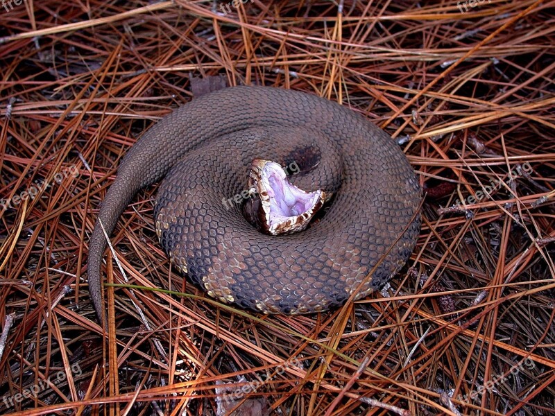 Snake Water Moccasin Viper Crocs Mouth