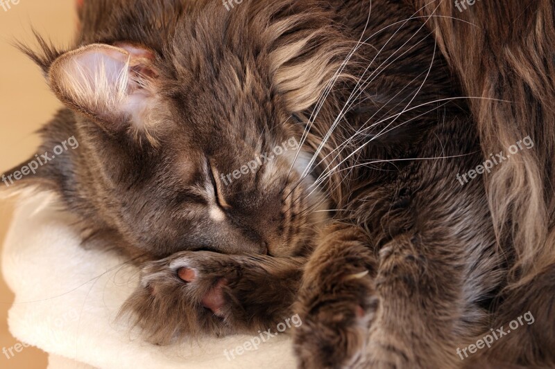 Cat Maine Coon Dream Domestic Cat Blue