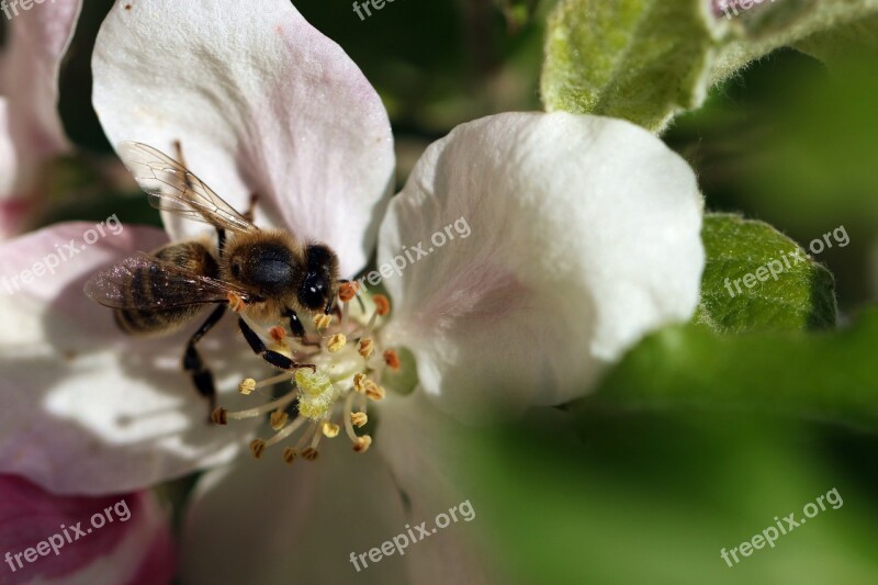 Bee Pollination Wings Spring Macro