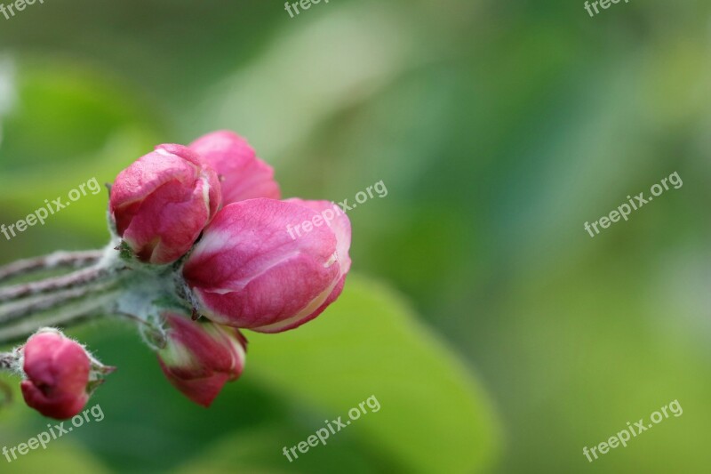 Apple Bud Spring Flowers Bloom