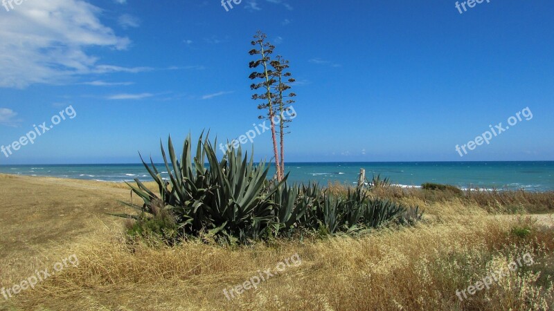 Cyprus Perivolia Aloe Vera Field Tree