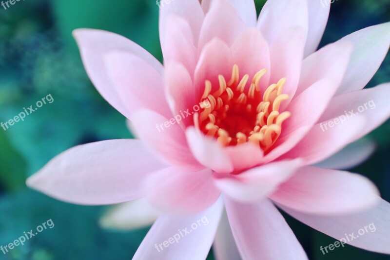 Flowers Lotus Pink Pink Lotus Water Plants