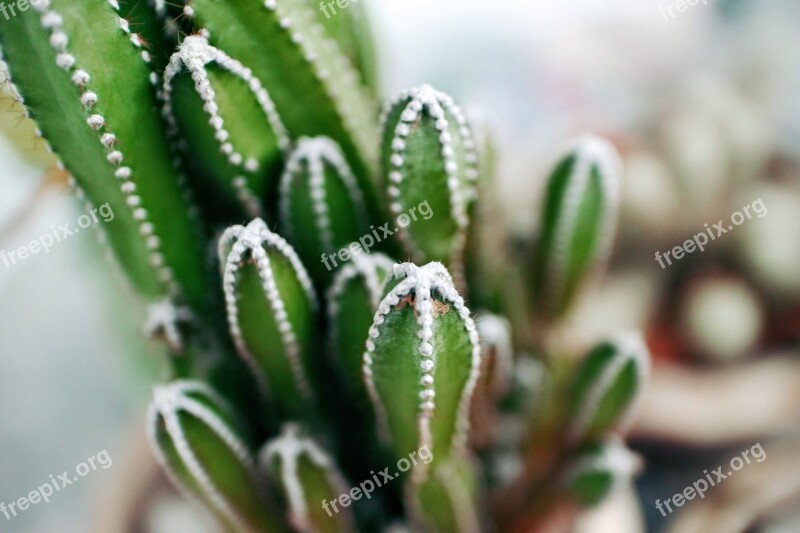 Thorns Plant Green Flowers Nature