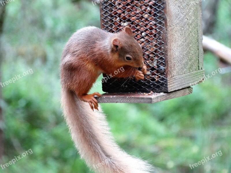 Red Squirrel Scottish Highlands Eating Rodent Free Photos