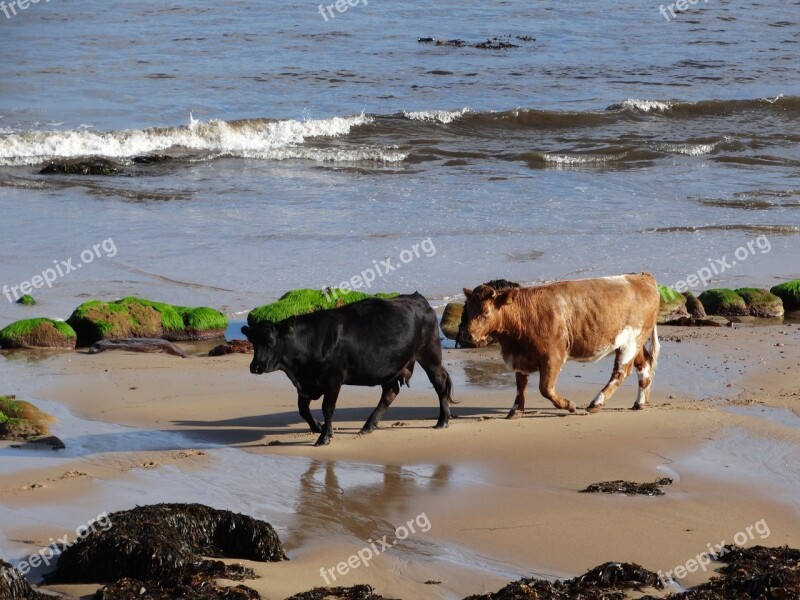 Cows Beach Sea Brora Highlands Of Scotland