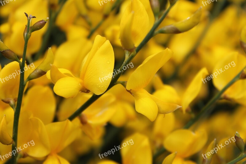 Yellow Flowers Blooms Spring Blossom