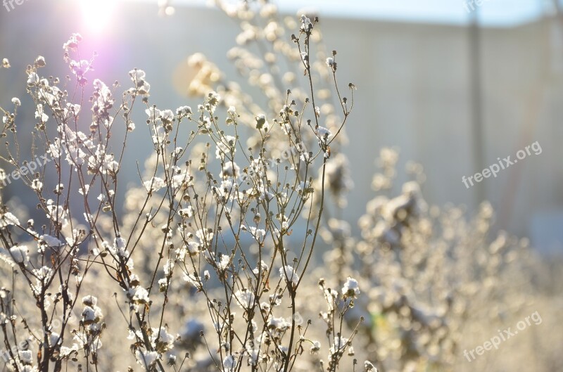 Winter Frost Plant Snow Garden