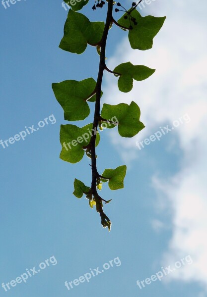 Branch Aesthetic Tree Leaves Sky