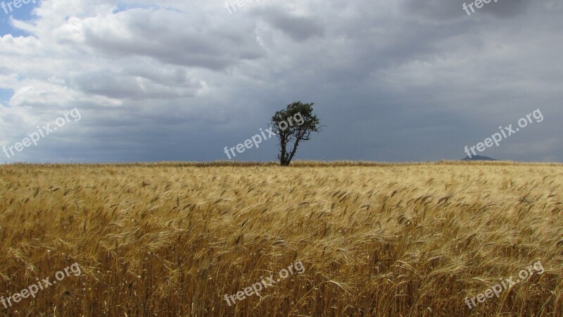 Cyprus Perivolia Ear Field Golden