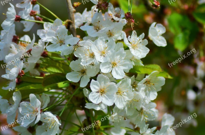 Cherry Cherry Blossom Spring White Flower